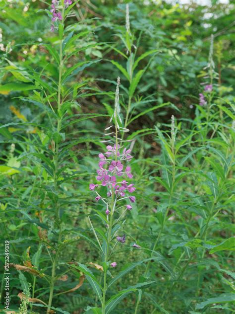 Epilobium angustifolium Talus envahi d épilobes en épis ou épilobes à