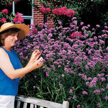 Verbena bonariensis Seeds [WS-22508] - $2.00 : Weseeds.com