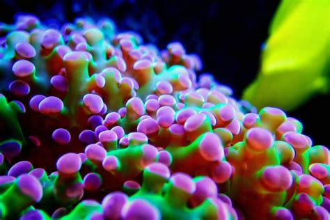 Frogspawn Coral Care: Placement, Feeding, Fragging • (Guide)