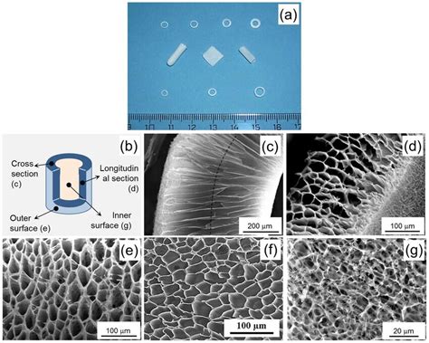 Macro And Micro Morphological Features Of The Foams A Gross