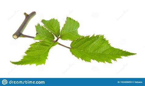 Hojas Verdes De Mora Negra Aisladas En Blanco Imagen De Archivo