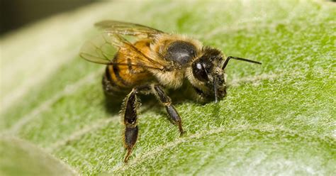Gardeners, beware of the Africanized Honey Bee