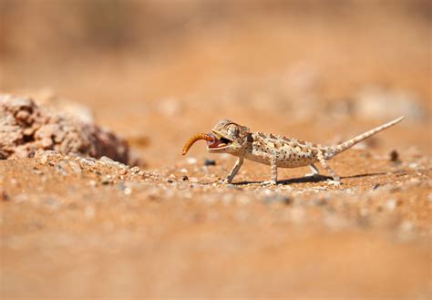 Dorob National Park Official GANP Park Page