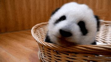 Sleepy Panda GIFs - Find & Share on GIPHY