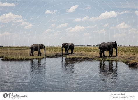 Drei Trinkende Elefanten Am Flussufer Ein Lizenzfreies Stock Foto Von