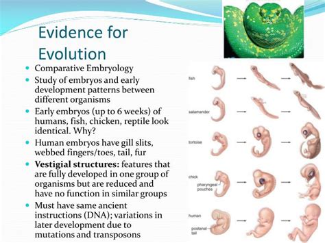 PPT Evolution Descent With Modification PowerPoint Presentation ID