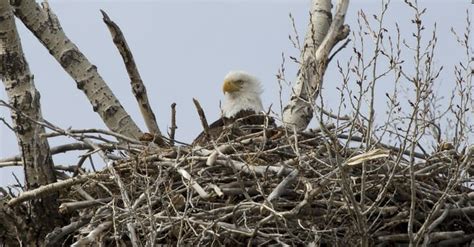 Live Eagle Cams | Average Joe Weekly