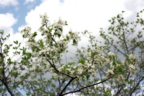 Un Rbol Con Flores Blancas En Primavera Foto Premium