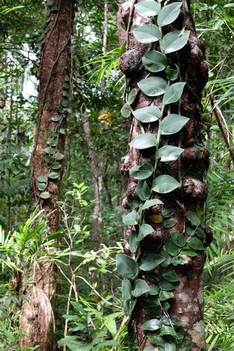 Plants In The Daintree Rainforest - Plants FA