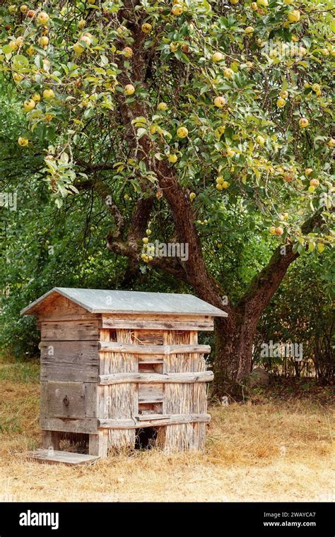 Old Wooden Beehive In A Rural Garden Traditional Beehives On A Honey