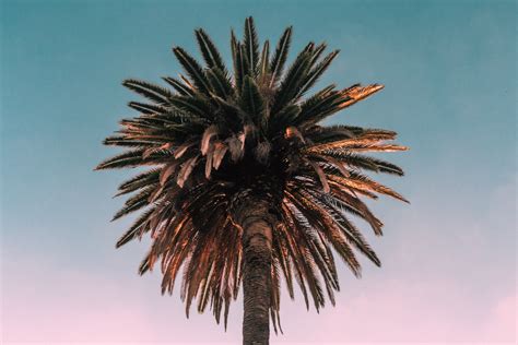 Palmera HD Wallpapers