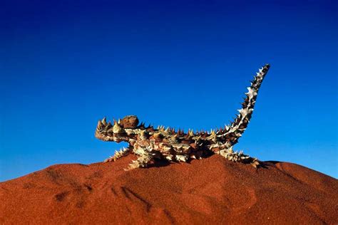 8 Unusual Animals of Australia and Places to See Them | Zicasso