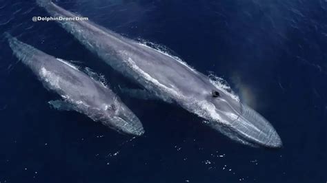 Drone footage shows rare blue whale with calf off San Diego coast