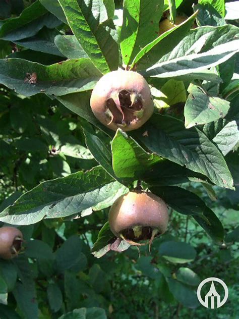 Mespilus Germanica Mispel Meerstam Boomkwekerijen M Van Den