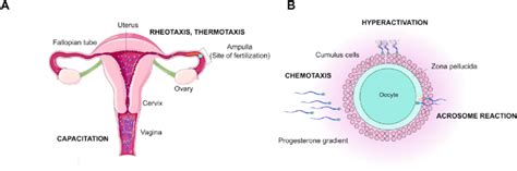 The Journey Of A Sperm In The Female Reproductive Tract Download Scientific Diagram