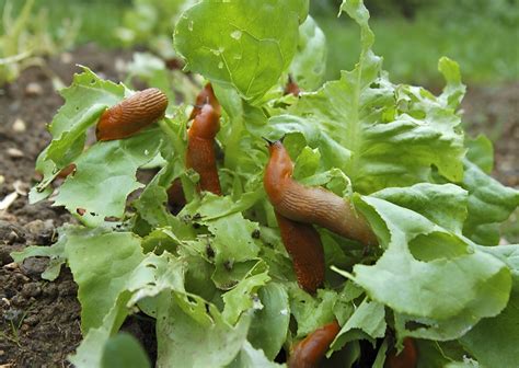 Comment se débarrasser des limaces dans le jardin 12 méthodes