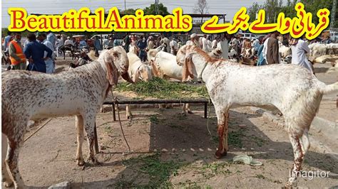 Beautiful Bakra Taxila Mandi New Update 2023 Qurbani Wale Bakre YouTube