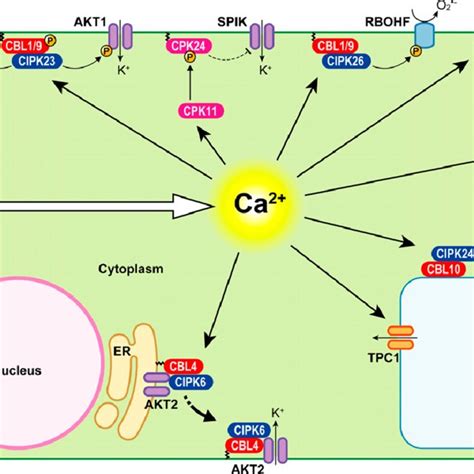 Schematic Model Of Ca And Ros Mediated Cell To Cell Signal