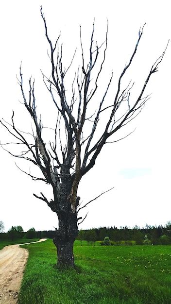 Premium Photo Bare Tree On Grassy Field Against Clear Sky