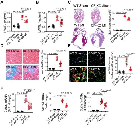 Ablation Of Leucine Rich Repeat Containing Protein 8a Lrrc8a In