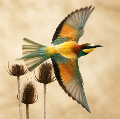 European Bee Eater In Flight On A Beautiful Background Stock Image