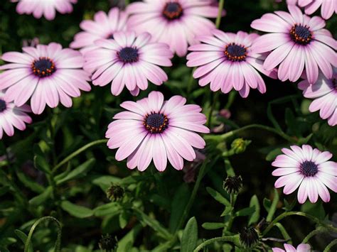 Hermosas flores de caléndula fondos de pantalla 15 1024x768 Fondos