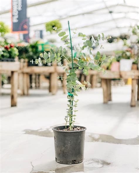 Did You Know You Can Grow Your Own Eucalyptus Tree 🌱 Click To Read