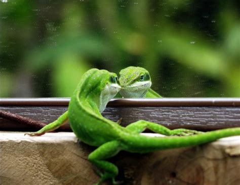 Green Anole: Basic Information - PetTime