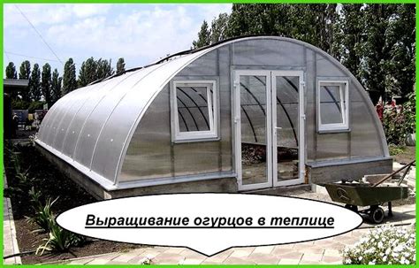 Выращивание огурцов в теплице из поликарбоната - Всё про теплицы