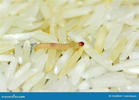 Gusano Del Parásito En El Arroz Imagen de archivo Imagen de alimento