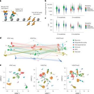 Multimodal Analysis And Visualization Of The Nano Ct Data A Umap