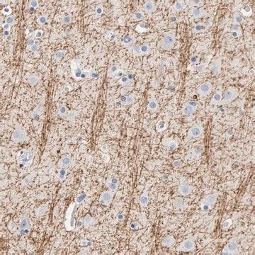 Myelin Basic Protein Mbp Antibody Flow Cytometry