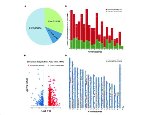 Distribution Of The Differentially Methylated N Methyladenosine