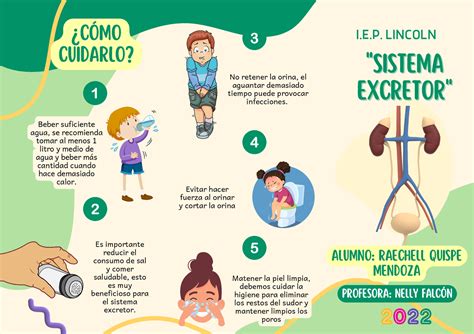 Sistema Excretor Sistema Sistema Excretor Excretor I E Lincoln