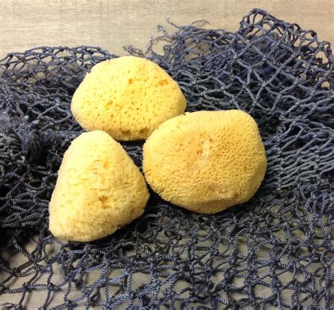 Sea Sponge – Sea Things Ventura