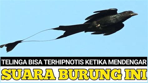 PANTES BANYAK YG NYARI BURUNG INI KALAU SUDAH GACOR SUARANYA ENAK DI