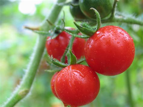 cherry tomato Free Photo Download | FreeImages