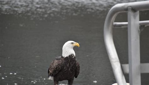 Winter Birding with NYC Audubon - Bronx River Alliance