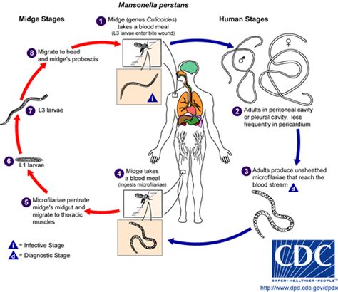 Lymphatic Filariasis Life Cycle