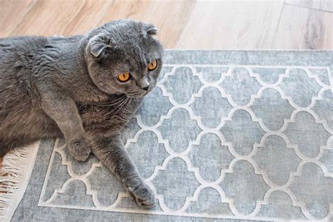 How to Clean Pet Stains From Carpet