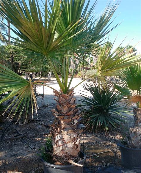 Washingtonia Filifera Off Oceanproperty Co Th