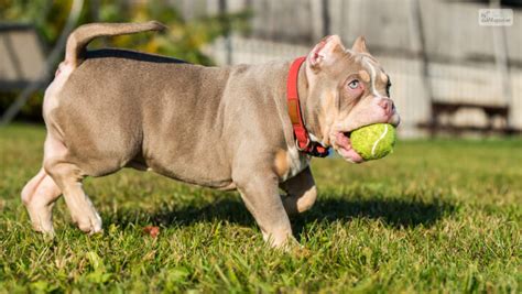 Pocket Bully: A Guide To Pocket American Bully Dog Breed