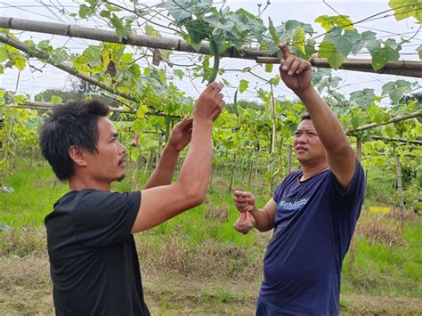 阳朔县葡萄镇仁和村：蔬菜种植奏响强村富农“新乐章” 桂林文明网 传播精神文明、构建和谐社会