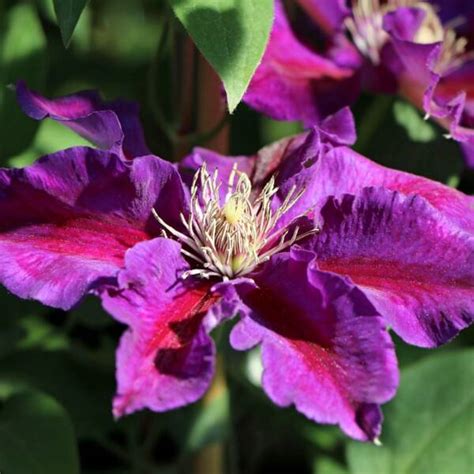 Gradina Chic - Clematis Julka