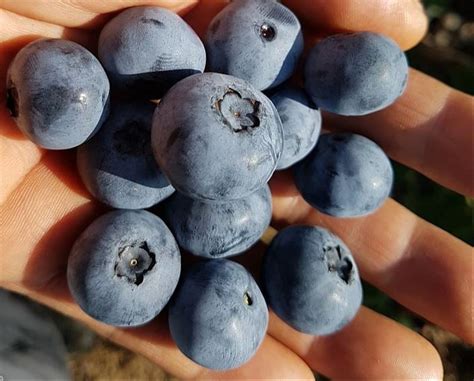 This Michigan Blueberry Farm Has Berries That ‘dont Exist Anywhere