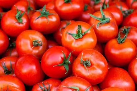 Tomato Prices Soar Across Country Cost Rs 80 100 Per Kg