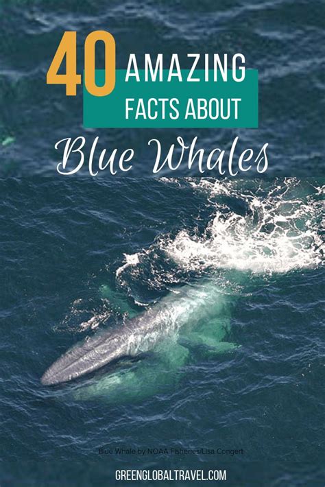 40 Fascinating Blue Whale Facts From Size And Diet To Conservation Blue Whale Facts Whale