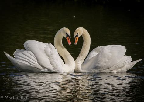 Crowd Results Swans In Colour Bird Photo Contest Photocrowd