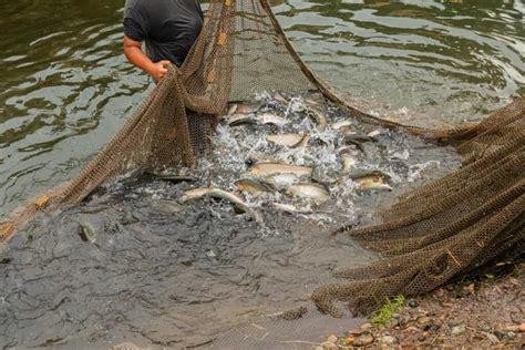 Fish Pond Size Calculator: Ideal Pond Size for 1000, 5000, and 10,000 Fish