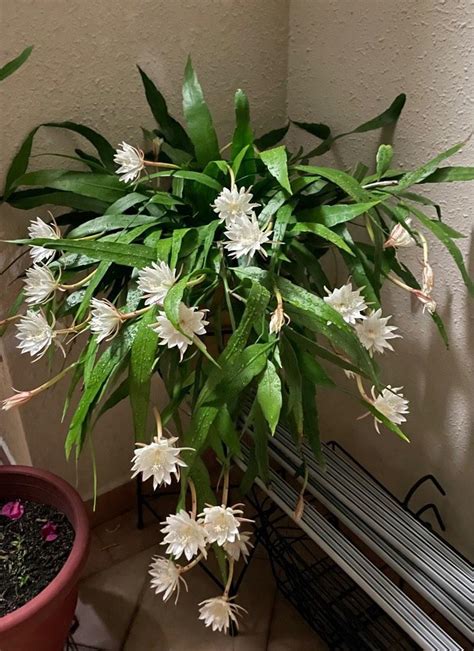 Epiphyllum Oxypetalum The Queen Of The Night Breaking International